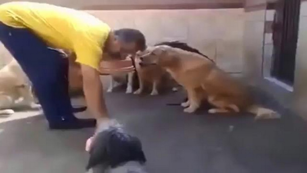 Psia dyscyplina