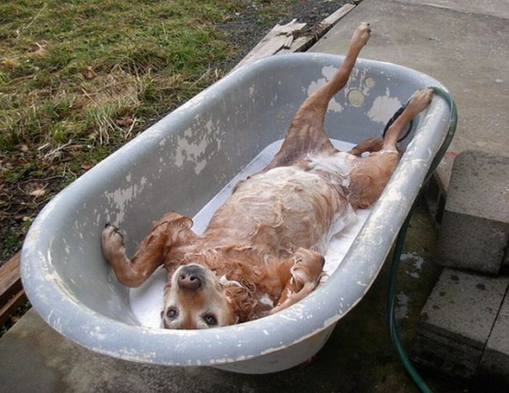 Psy w kąpieli