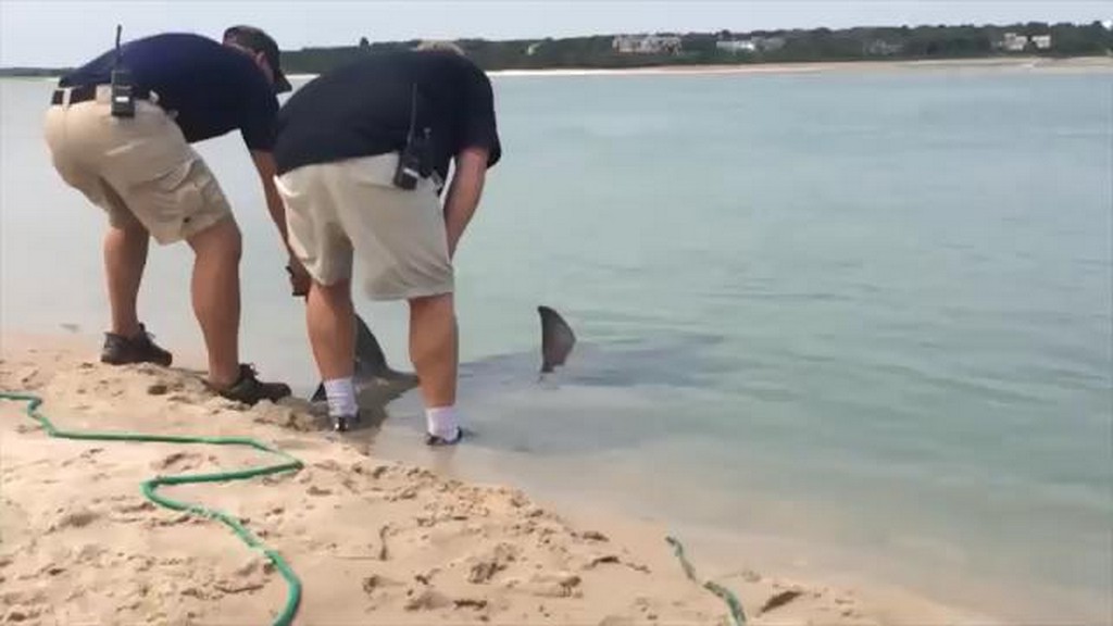 Ratunek dla rekina