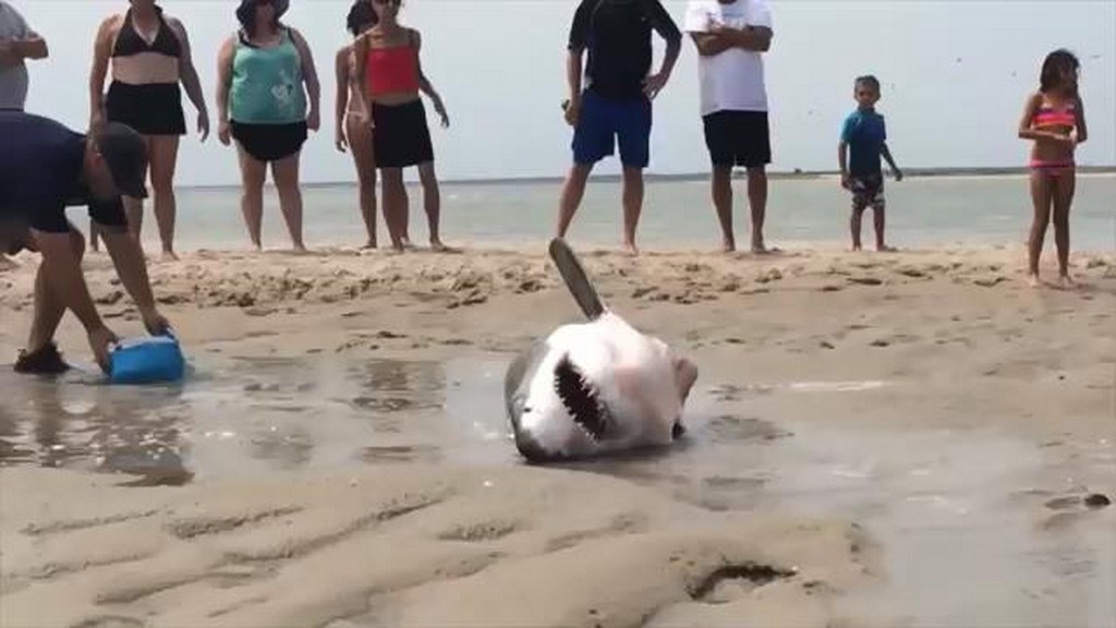 Ratunek dla rekina