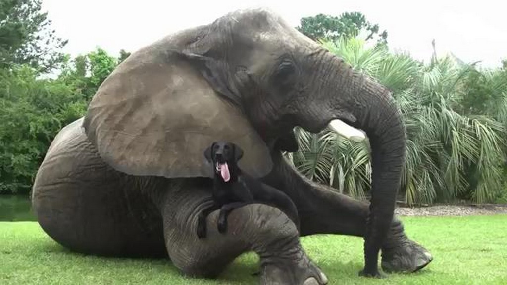 Słoń i pies
