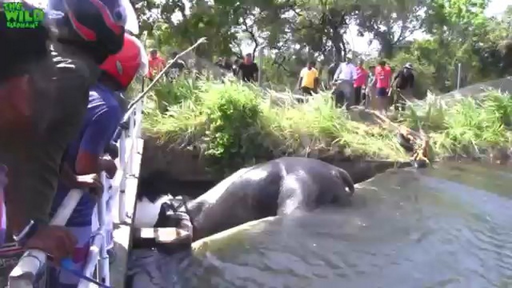 Słoń uwięziony w kanale
