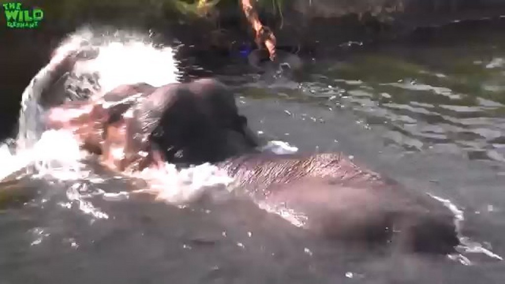 Słoń uwięziony w kanale