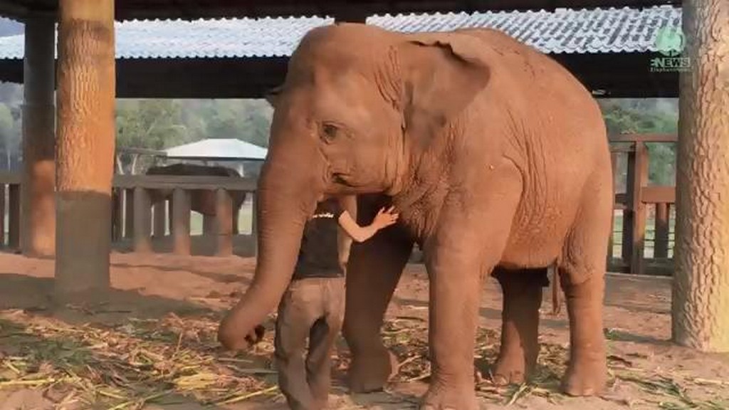 Kołysanka dla słonia