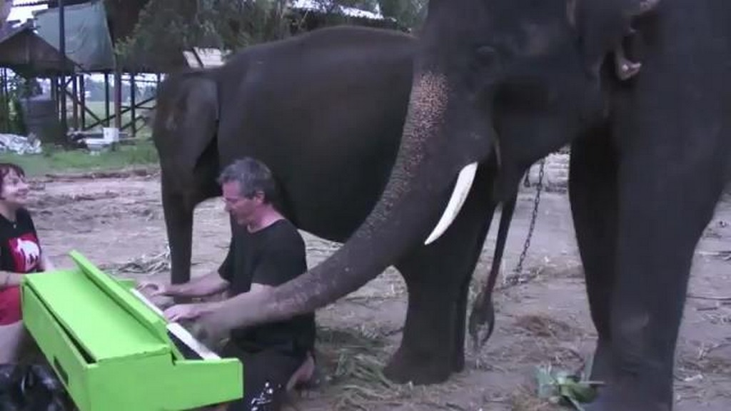 Słoń Peter gra na pianinie