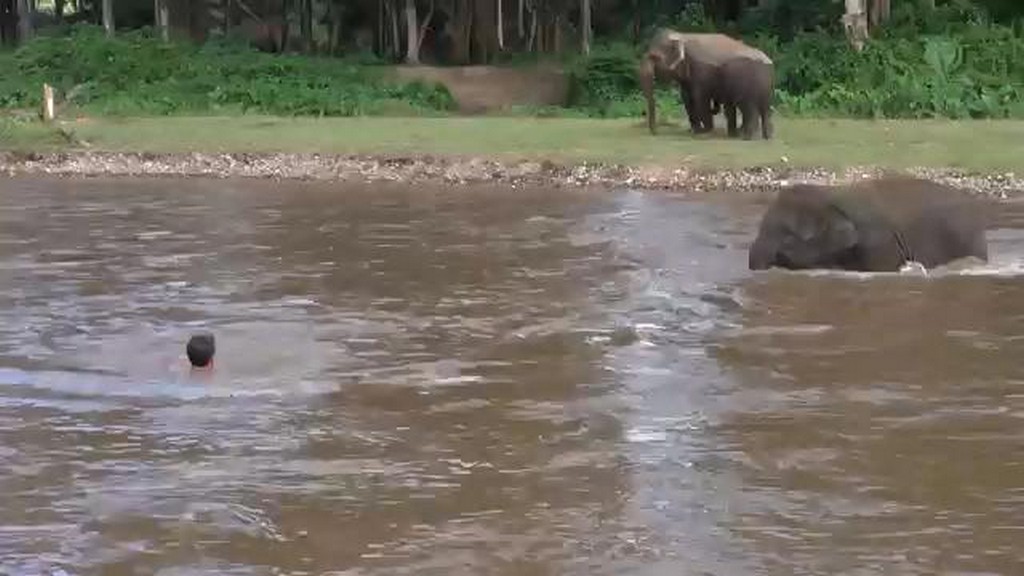 Słoń na ratunek człowiekowi