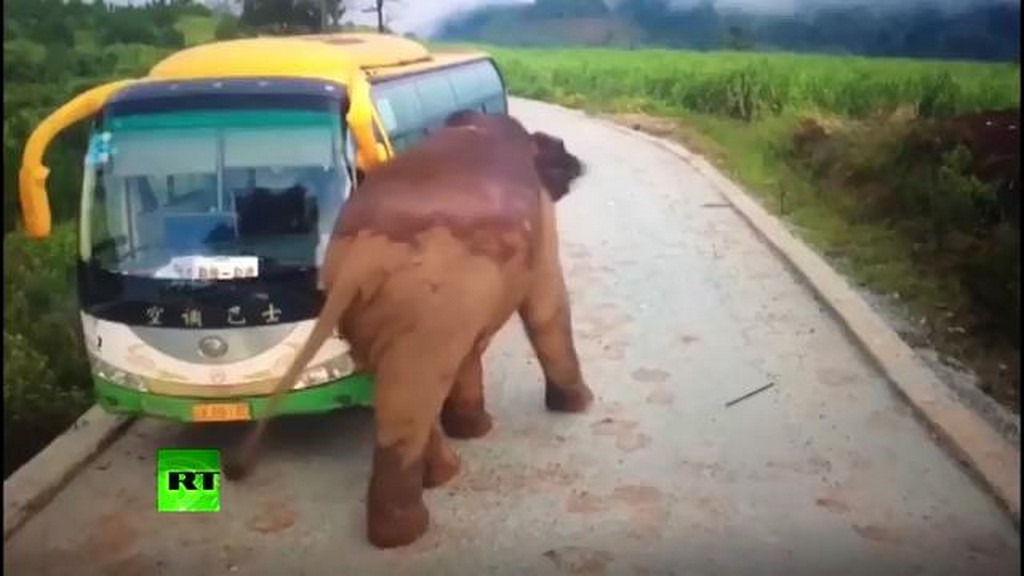 Słoń vs Autobus