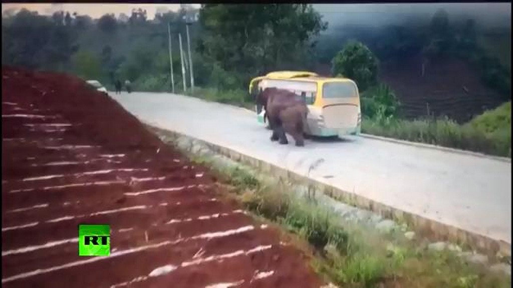 Słoń vs Autobus