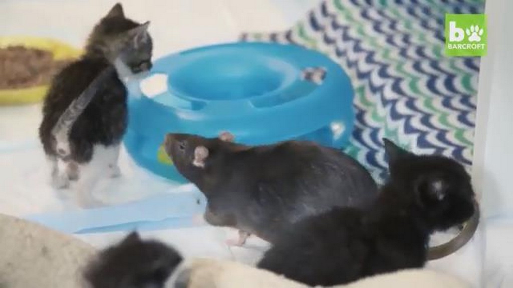 Szczurzy opiekunowie