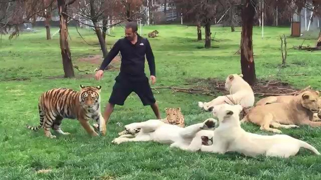 Tygrys ratuje człowieka
