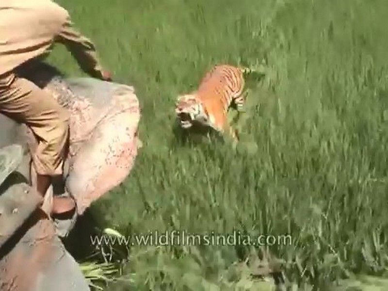 Tygrys vs człowiek