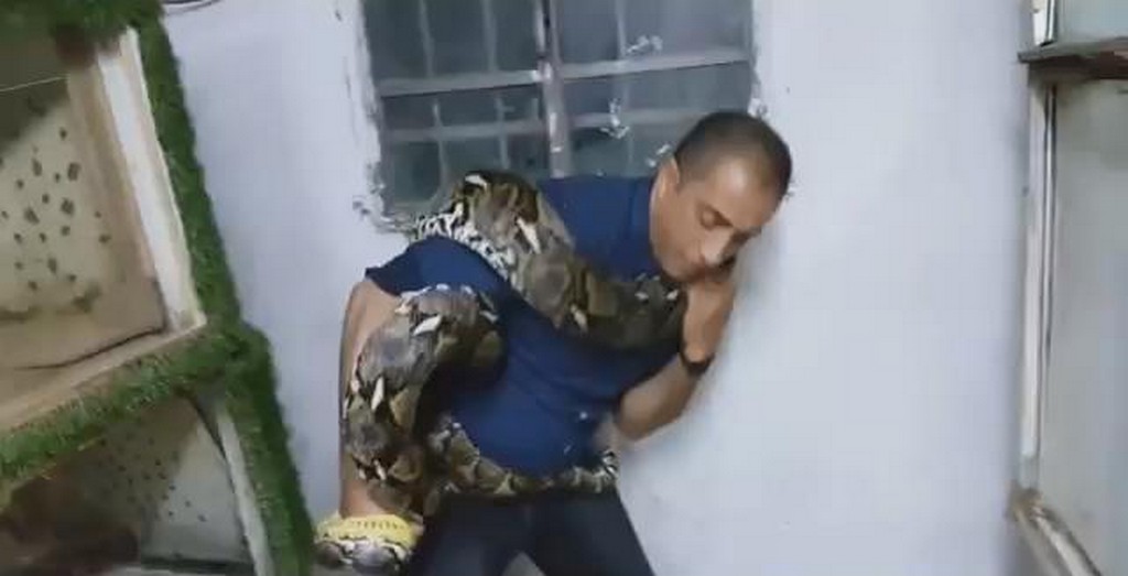 Wąż vs opiekun