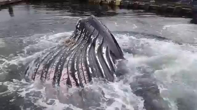 Wieloryb na przystani