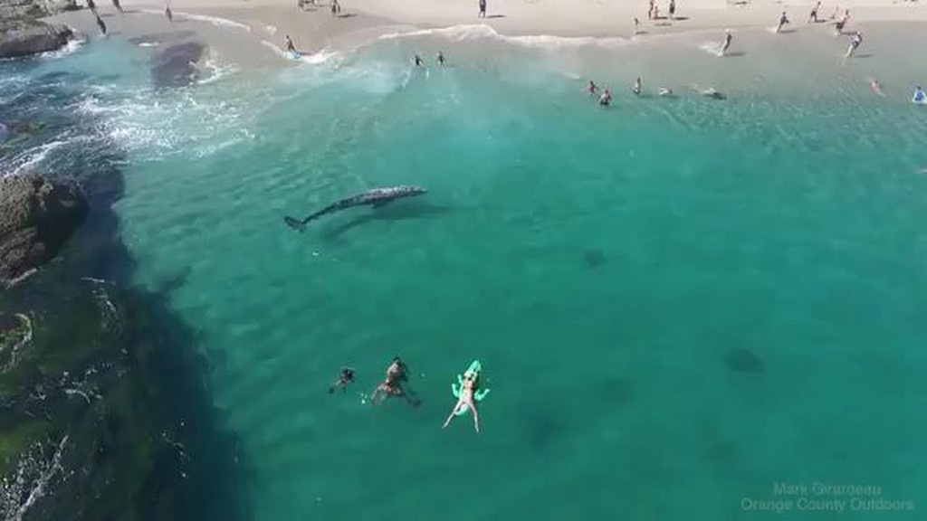 Wieloryb przy plaży