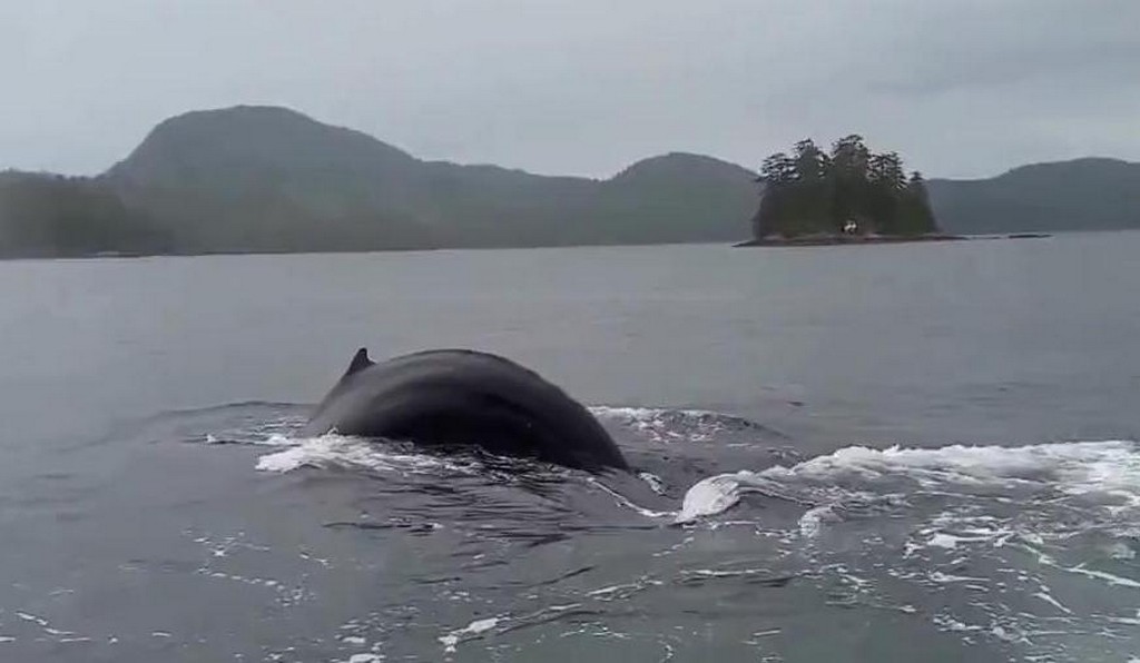Wieloryb odwiedza przystań