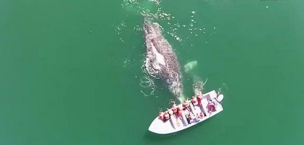Turyści i wieloryb