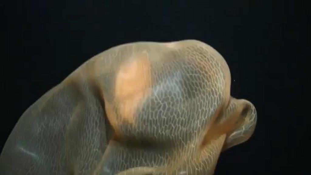 Meduza z głębin