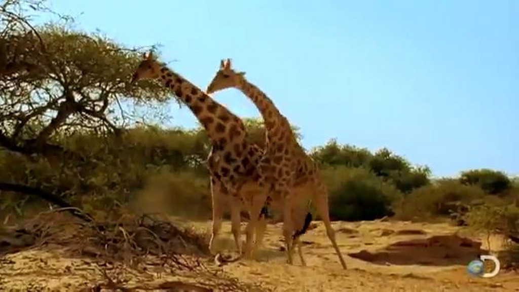 Walki żyraf