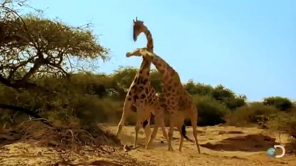 Walki żyraf