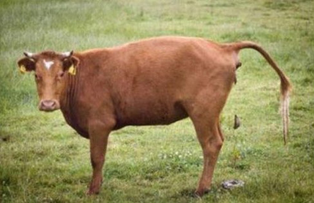 Krowy