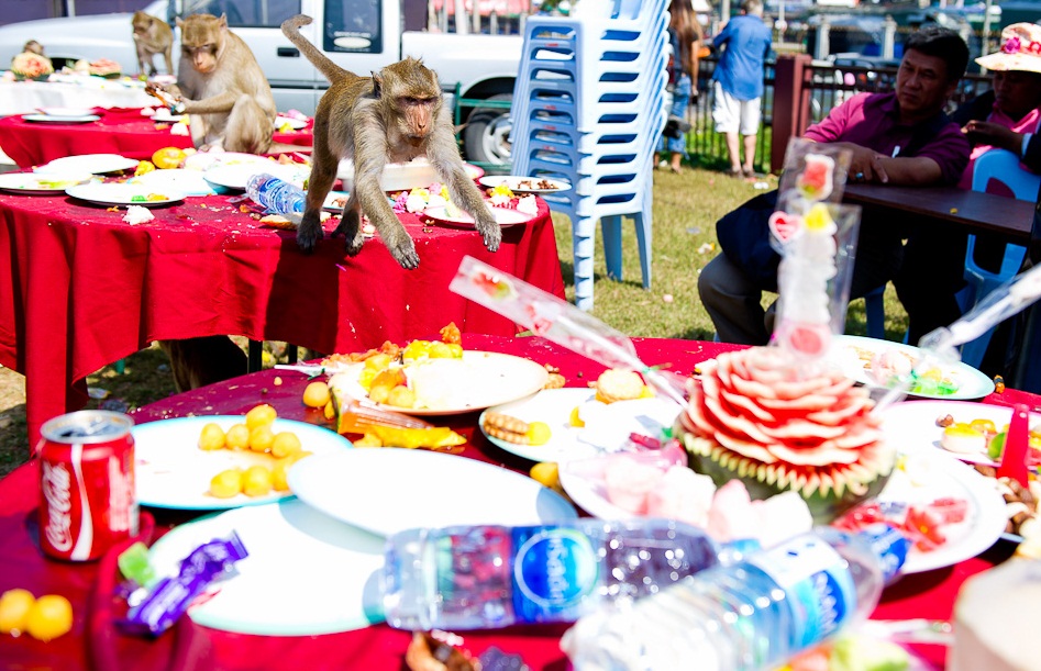 Monkey Buffet Festival