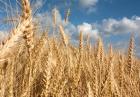 pszenica, zboże, rolnictwo