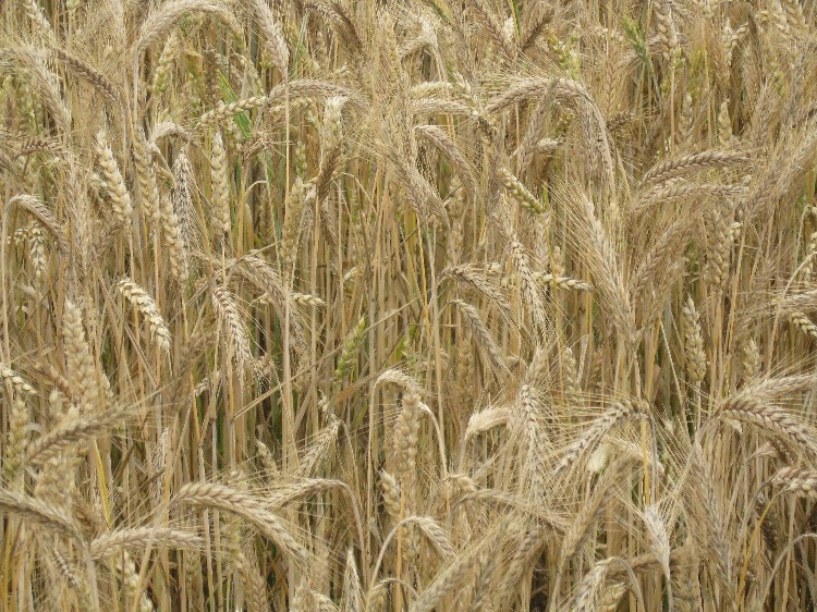 Lekkie odreagowanie cen zbóż na rynkach światowych