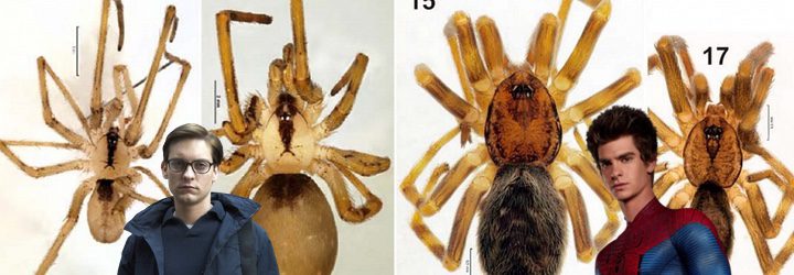 Tobey Maguire i Andrew Garfield zostali? prawdziwymi pająkami!