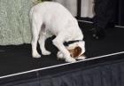 Uggie pierwszym na świecie psem zaproszonym na oscarową galę