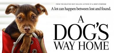 A Dog's Way Home - zapowiedź produkcji o losach niezwykłego psa