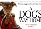 A Dog's Way Home - zapowiedź produkcji o losach niezwykłego psa