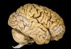 Mózg - nauka i ciekawostki