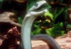 Świat, nauka, zwierzęta, ciekawoski - najbardziej jadowite węże