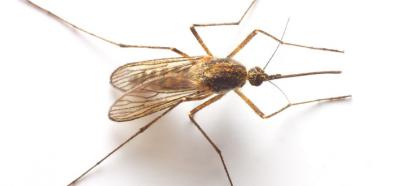 Środek na komary