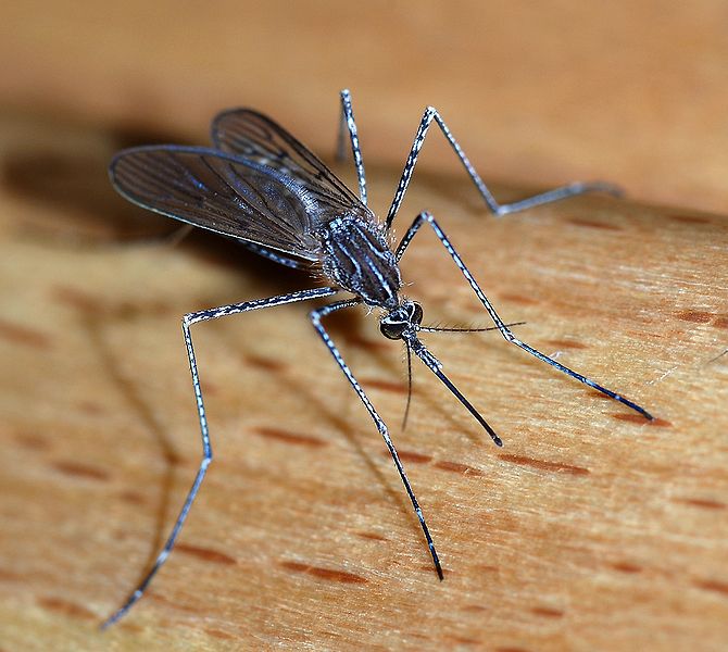 Środek na komary