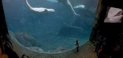  Największe akwarium świata - Georgia Aquarium, USA