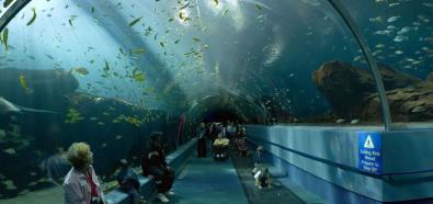Największe akwarium świata - Georgia Aquarium, USA