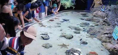 Drugie największe akwarium świata - Churaumi Aquarium, Japonia