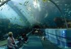 Największe akwarium świata - Georgia Aquarium, USA