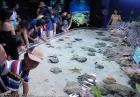 Drugie największe na świecie akwarium - Churaumi Aquarium, Japonia