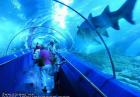 Największe akwarium w Australii - AQWA