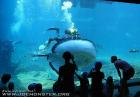 Największe akwarium w Afryce - Ushaka Marine World,RPA