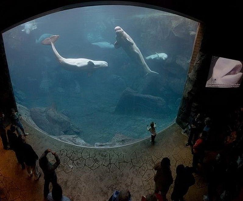  Największe akwarium świata - Georgia Aquarium, USA
