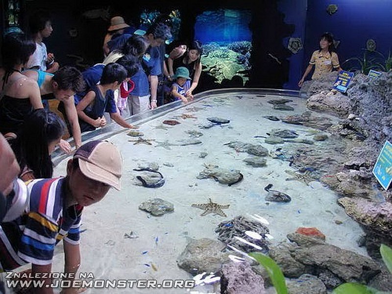 Drugie największe na świecie akwarium - Churaumi Aquarium, Japonia