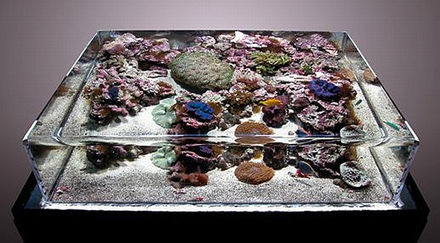 ZeroEdge Aquarium