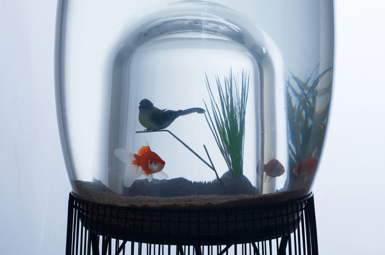 Akwarium z klatka dla ptaków - sadystyczne dwa w jednym