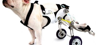 Amigo - wózek inwalidzki dla niepełnosprawnego psa