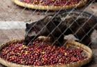 Kopi Luwak - najdroższa i najbardziej ekskluzywna kawa świata