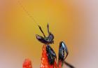 Piękno owadów w fotografii Igora Siwanowicza 