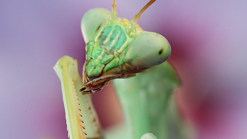 Piękno owadów w fotografii Igora Siwanowicza 